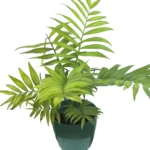 bamboo mini palm