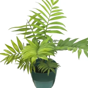 bamboo mini palm