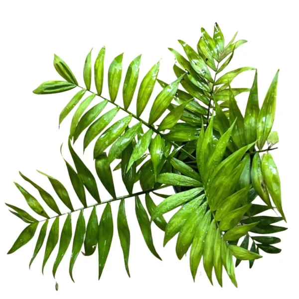 bamboo mini palm