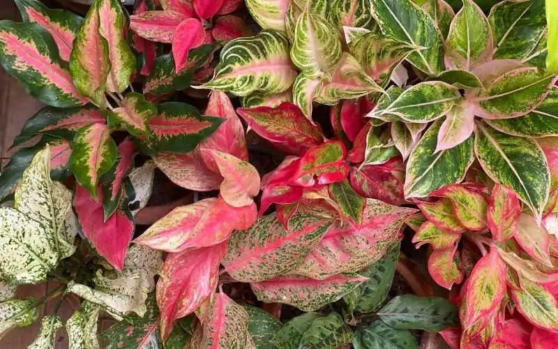 air purifying plants