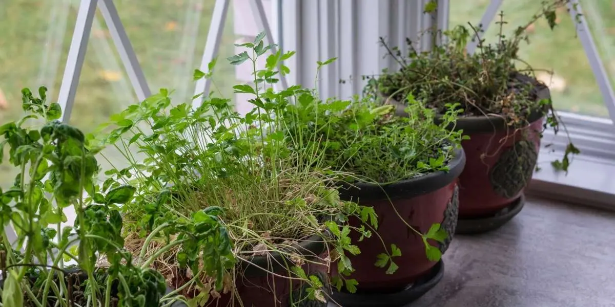 summer plant care