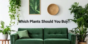 Indoor plants for Indian home garden