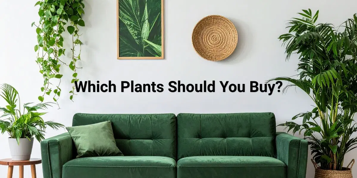 Indoor plants for Indian home garden