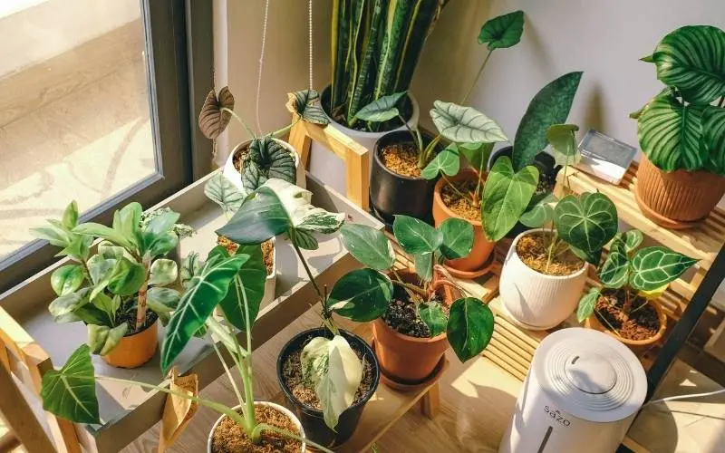 summer plant care