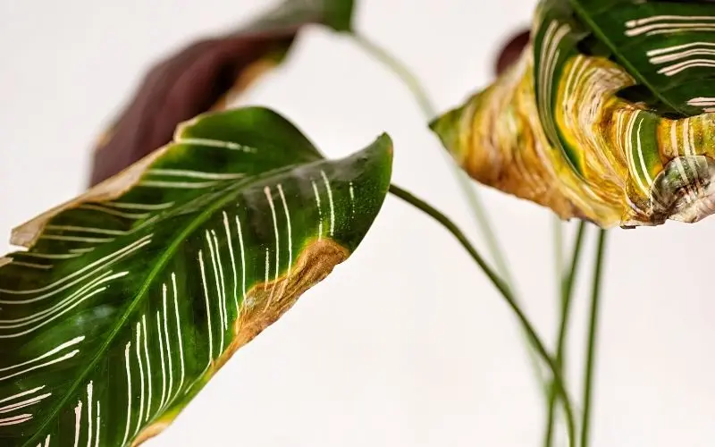 summer plant care
