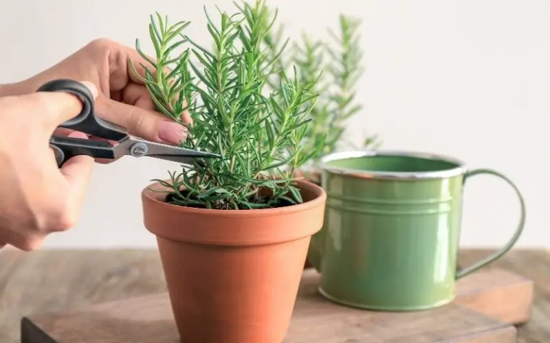 rosemary