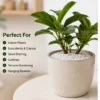 perlite for plants