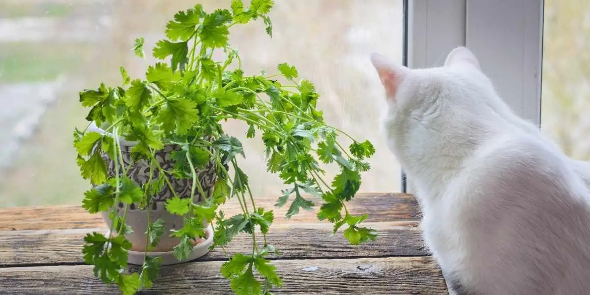 grow coriander at home