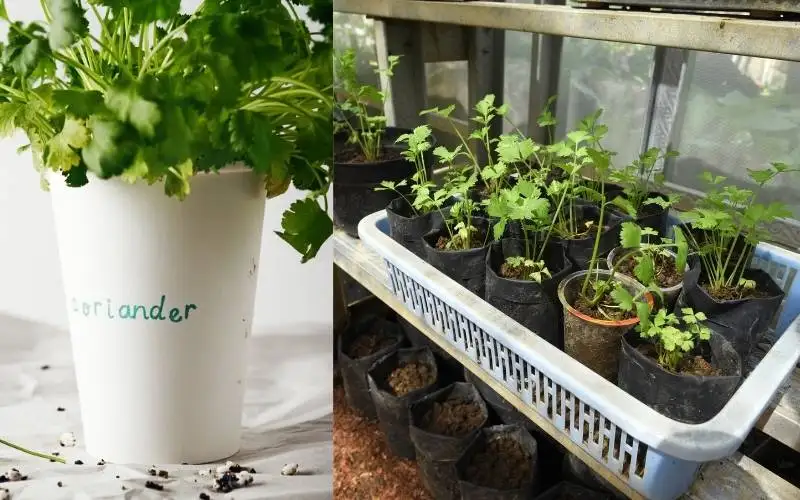 grow coriander at home
