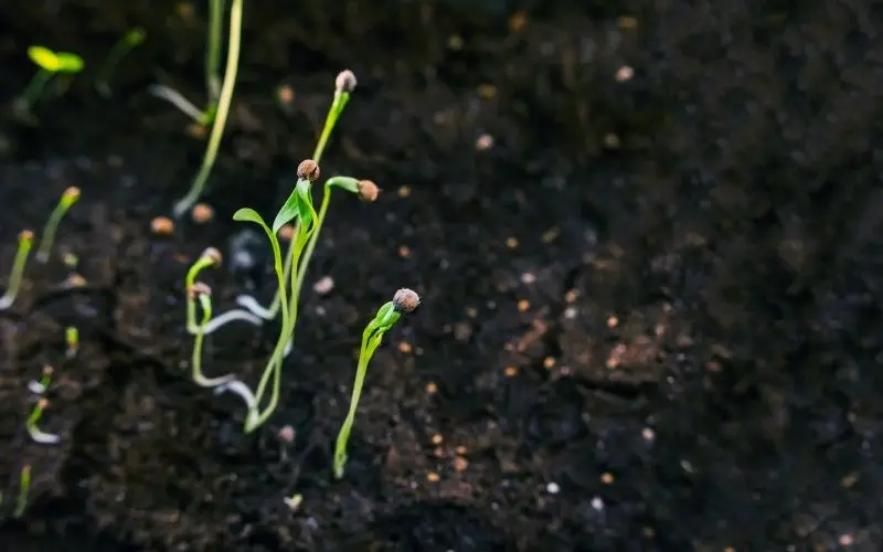 grow coriander at home