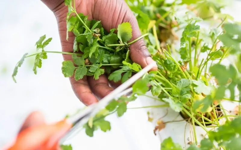 grow coriander at home